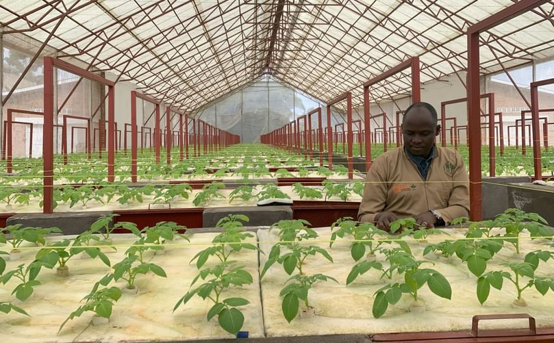 A skilled technician monitoring potato plants in the aeroponic greenhouse at Musanze, Rwanda