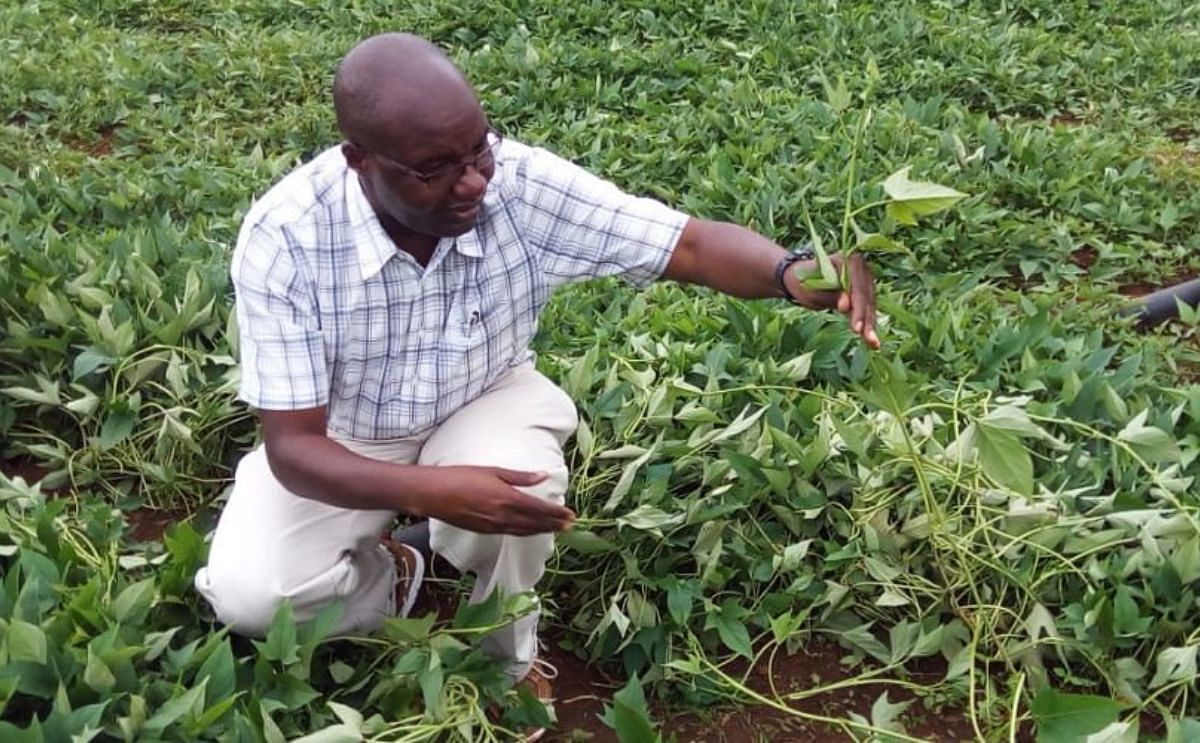 International Potato Center sees opportunities in Eastern Rwanda for clean potato seed production International Potato Center sees opportunities in Eastern Rwanda for clean potato seed production