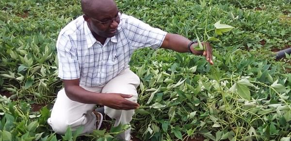 International Potato Center sees opportunities in Eastern Rwanda for clean potato seed production
