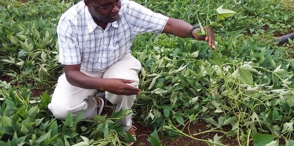 International Potato Center sees opportunities in Eastern Rwanda for clean potato seed production
