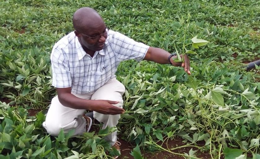 Kirimi Sindi is the Rwanda Country manager for the International Potato Center (CIP). He can be seen here in a field of sweet potato.