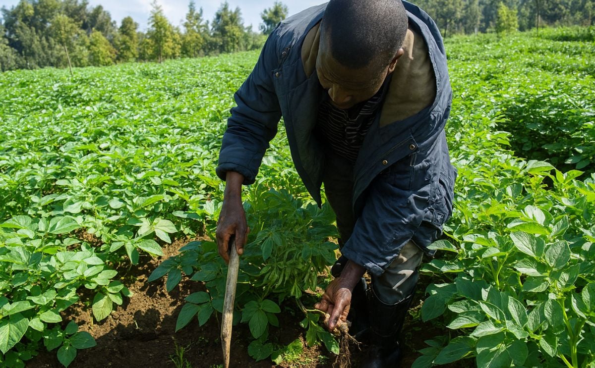 Rwanda demand for quality seed potatoes exceeds supply Rwanda demand for quality seed potatoes exceeds supply