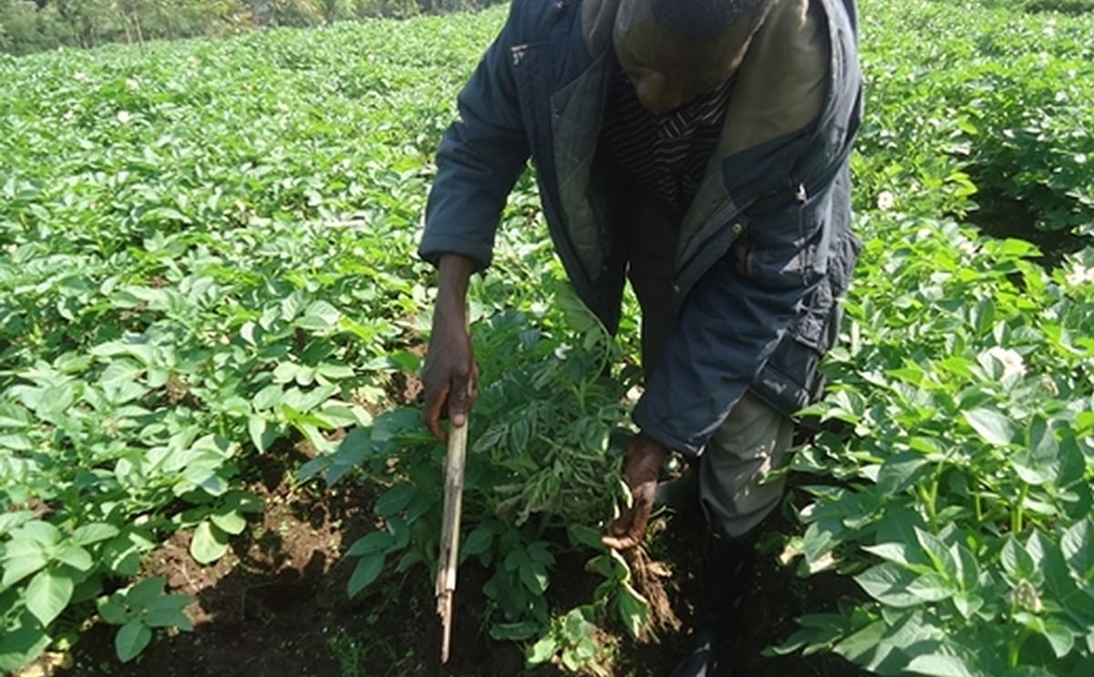 A Potato Farmer in Musanze, Rwanda, taking care of his crop (Courtesy: Umuhinzi)
