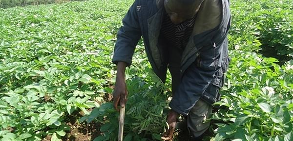 Rwanda demand for quality seed potatoes exceeds supply