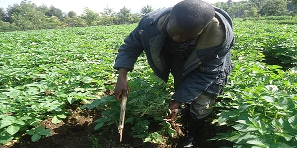 Rwanda demand for quality seed potatoes exceeds supply