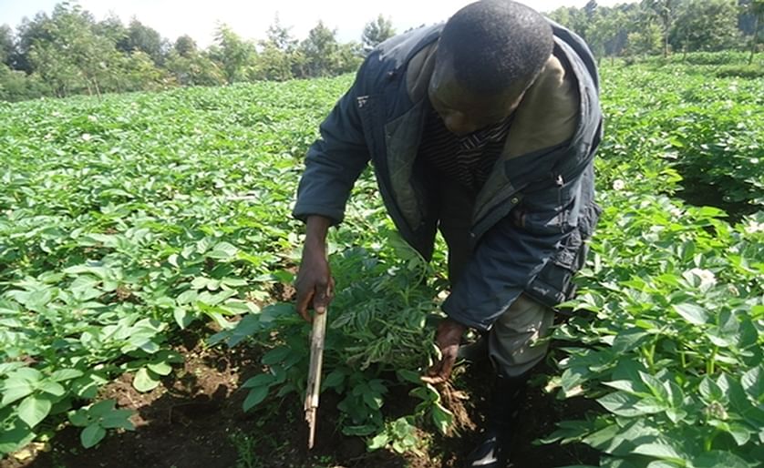 A Potato Farmer in Musanze, Rwanda, taking care of his crop (Courtesy: Umuhinzi)