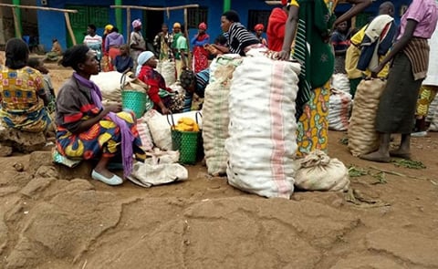 Farmers often sell their potato produce at giveaway prices during harvest season Farmers often sell their potato produce at giveaway prices during harvest season
