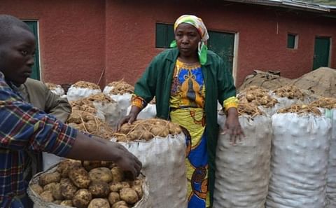 Potato Growers in Rwanda will benefit from new distribution system Potato Growers in Rwanda will benefit from new distribution system