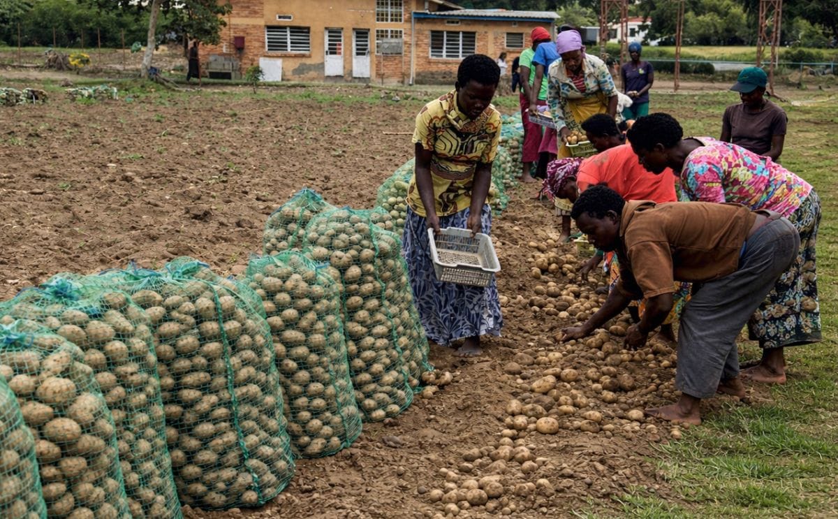 RAB harvest trial evaluates Ndamira and Victoria for yield and late blight resistance. RAB harvest trial evaluates Ndamira and Victoria for yield and late blight resistance.