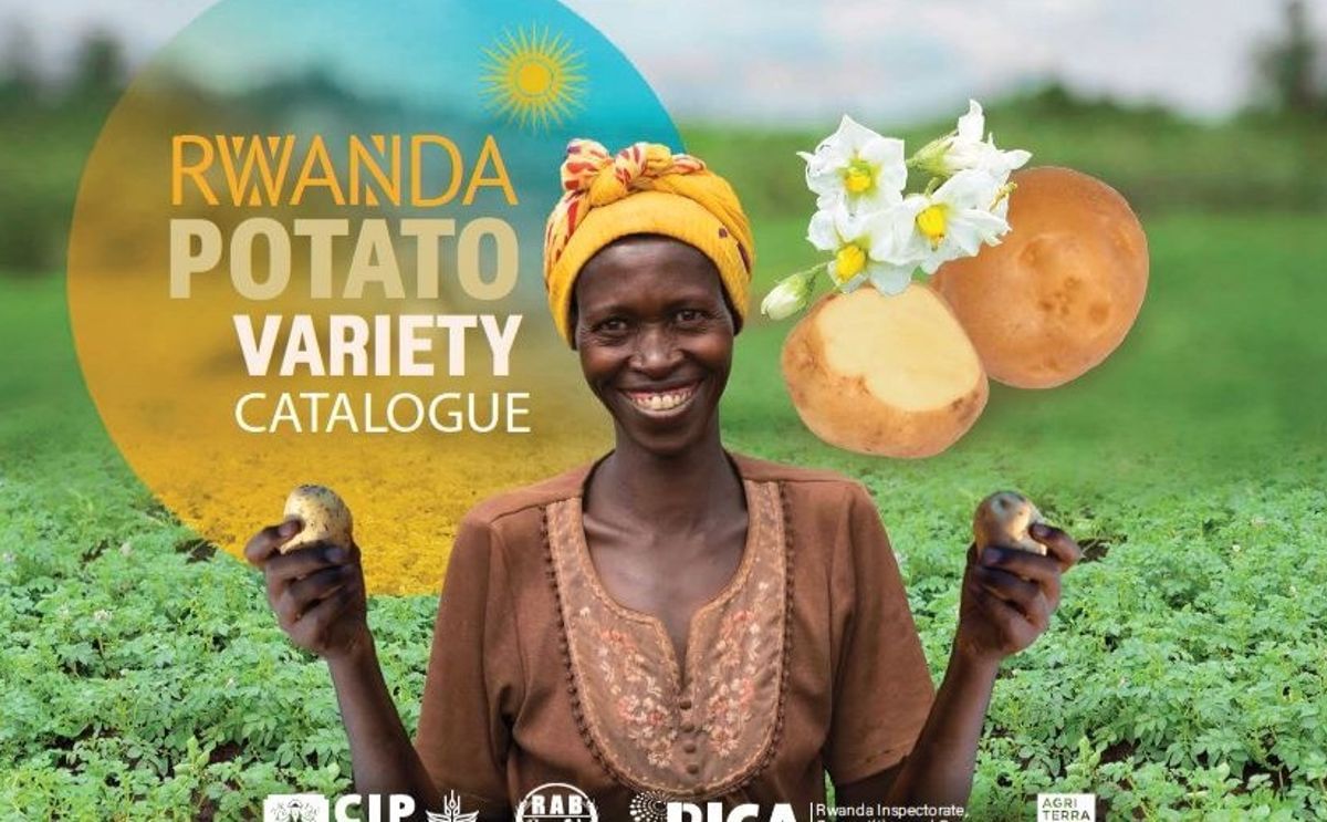 Rwandan Farmer Showcases High-Quality Seed Potatoes Driving Regional Trade and Agricultural Growth. Rwandan Farmer Showcases High-Quality Seed Potatoes Driving Regional Trade and Agricultural Growth.