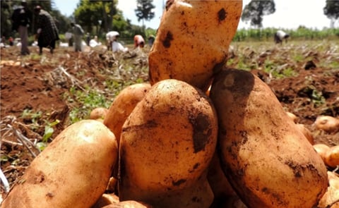In Rwanda, the potato variety Kinigi is still favorite among farmers as well as in the community of potato consumers. In Rwanda, the potato variety Kinigi is still favorite among farmers as well as in the community of potato consumers.