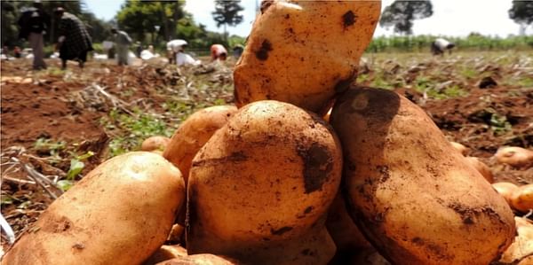 In Rwanda, Kinigi is still the leading potato variety on the market