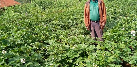 Rwandan farmers help validate and disseminate new potato varieties 