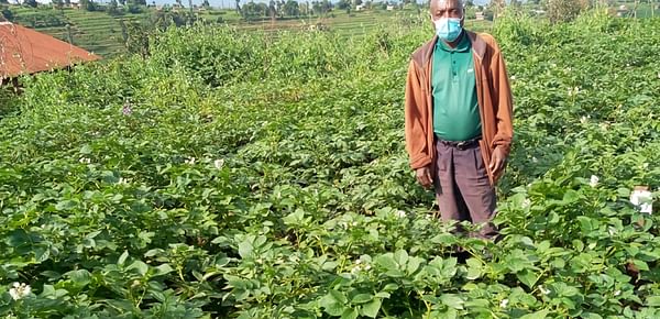 Rwandan farmers help validate and disseminate new potato varieties 