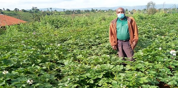 Rwandan farmers help validate and disseminate new potato varieties 