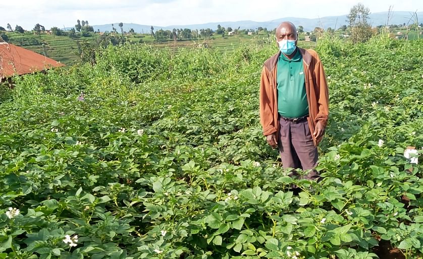 An example of a tricot potato trial in Gicumbi, Rwanda. (Courtesy: JC Nshimiyimana / CIP)