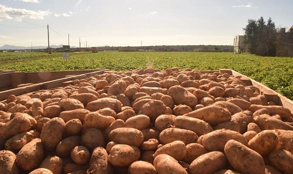 Mallorca starts potato export to the United Kingdom: The Lady Christl variety is the first of the early potatoes