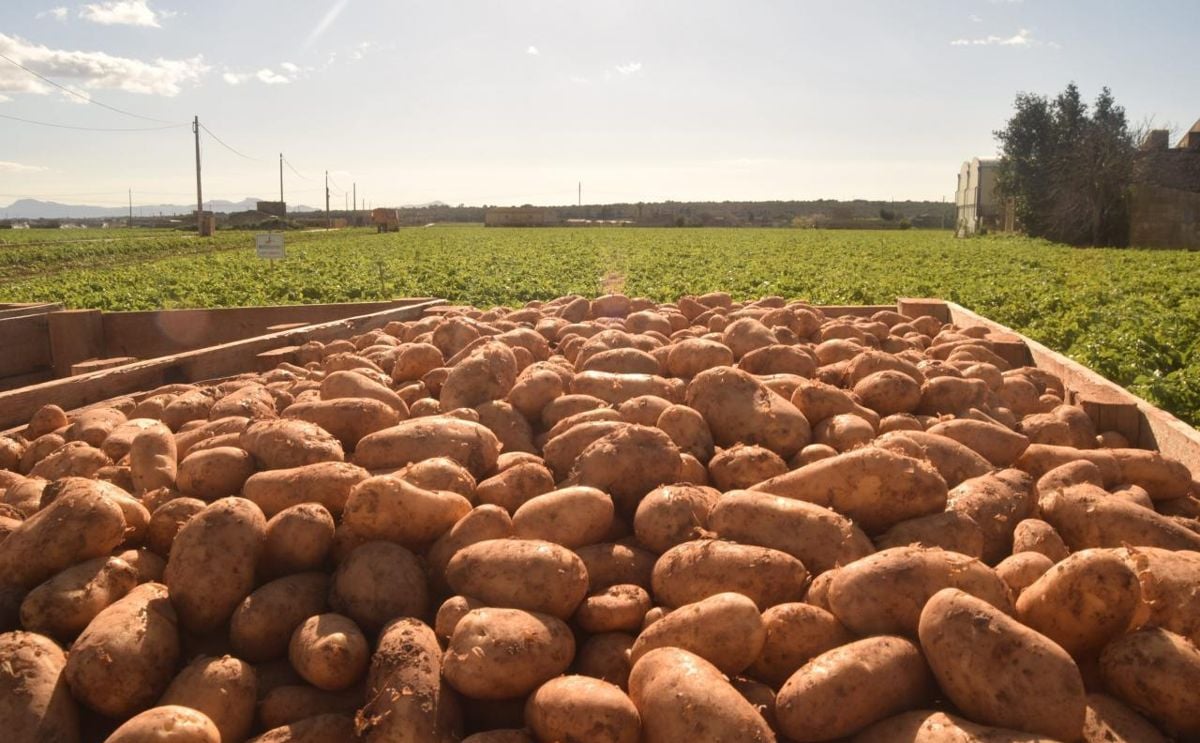 México fue el principal importador de papa consumo de Estados Unidos en 2023 México fue el principal importador de papa consumo de Estados Unidos en 2023