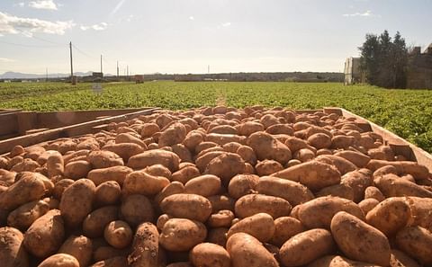 Mallorca starts potato export to the United Kingdom: The Lady Christl variety is the first of the early potatoes