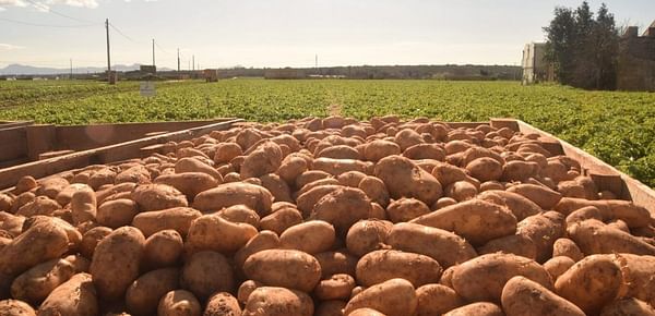 MoU today on resuming potato export to Russia