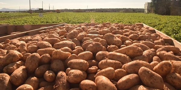 MoU today on resuming potato export to Russia