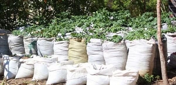Sack Potato Farming in Zimbabwe expanding