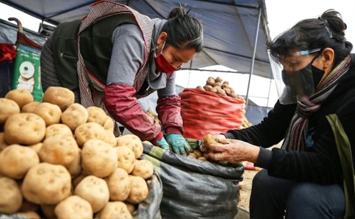 Conveagro indica que una campaña normal de papa produce 35,000 kilos, pero sin fertilizantes solo se va a producir entre 10,000 a 12,000 kilos. (Cortesía: Andina)