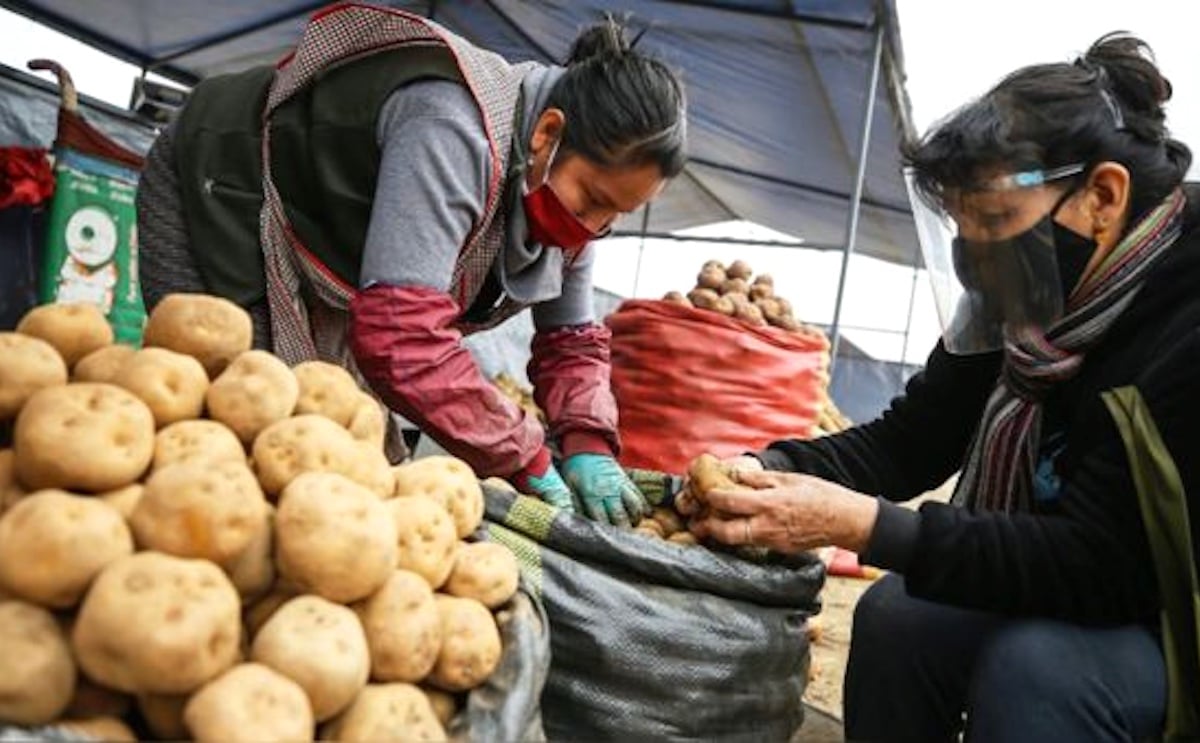 Conveagro advierte que la Producción de alimentos caerá cerca de 40 por ciento por falta de fertilizantes. Conveagro advierte que la Producción de alimentos caerá cerca de 40 por ciento por falta de fertilizantes.