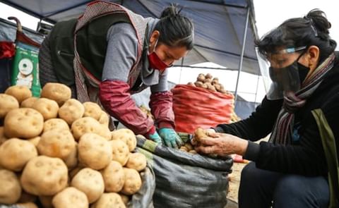 Conveagro indica que una campaña normal de papa produce 35,000 kilos, pero sin fertilizantes solo se va a producir entre 10,000 a 12,000 kilos. (Cortesía: Andina) Conveagro indica que una campaña normal de papa produce 35,000 kilos, pero sin fertilizantes solo se va a producir entre 10,000 a 12,000 kilos. (Cortesía: Andina)