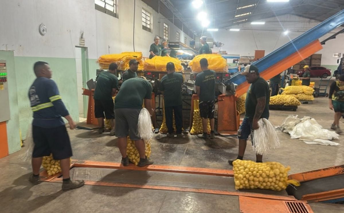 Las lluvias ralentizan la cosecha de papa en Vargem Grande do Sul, reducen temporalmente la oferta y favorecen una recuperación de los precios.