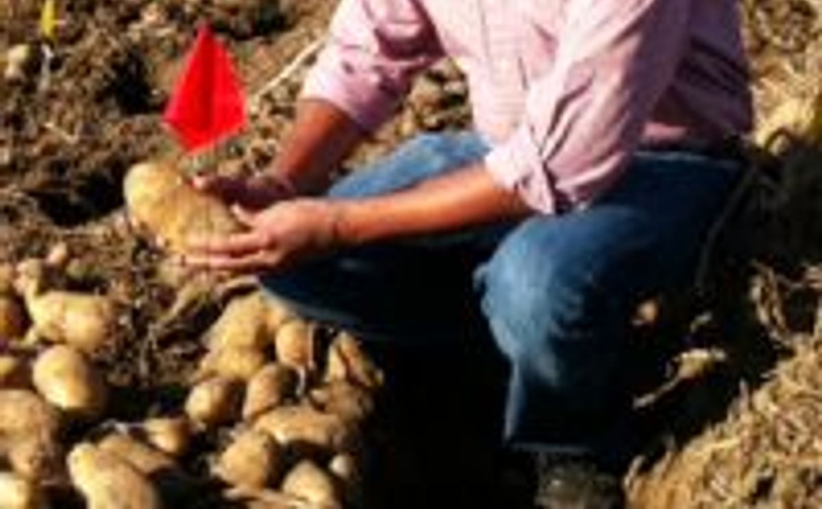 New Potato Breeder hired at the Hermiston Agricultural Research & Extension Center