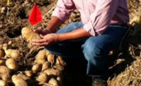 New Potato Breeder hired at the Hermiston Agricultural Research & Extension Center New Potato Breeder hired at the Hermiston Agricultural Research & Extension Center