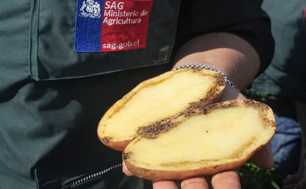 Chile anuncia medidas tras detectar marchitez bacteriana en cultivo de papas