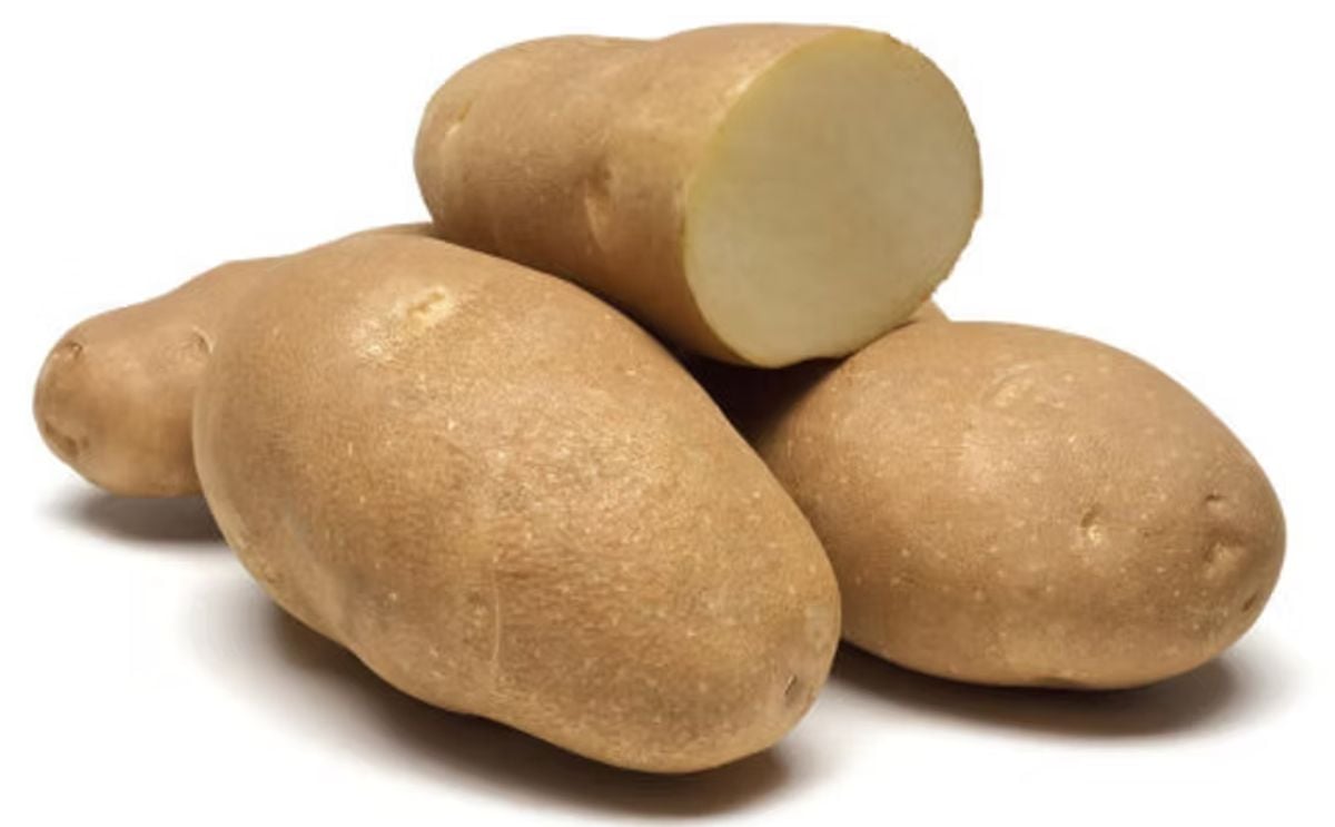 SAGE RUSSET