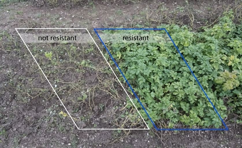 The effect of late blight on the resistant GM potato plants versus the not-resistant regular Maris Piper plants is plain to see.