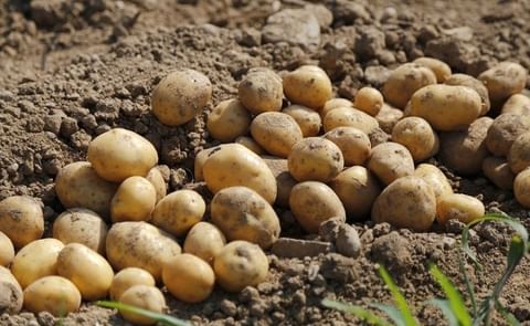 Buena campaña de producción en Salamanca, España, a la que no acompañan los precios. Buena campaña de producción en Salamanca, España, a la que no acompañan los precios.