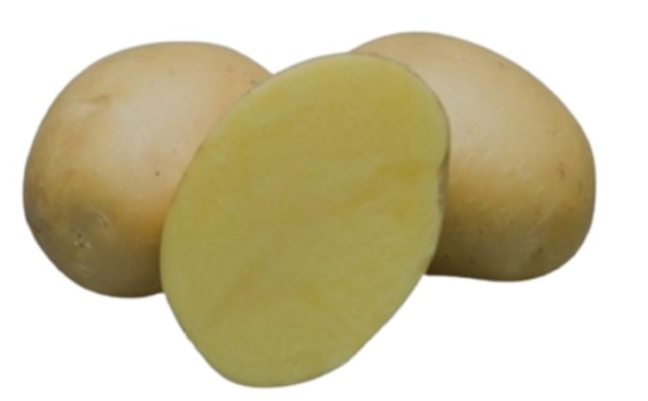 SALINERO SALINERO