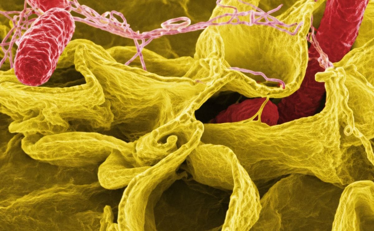 Salmonella Salmonella