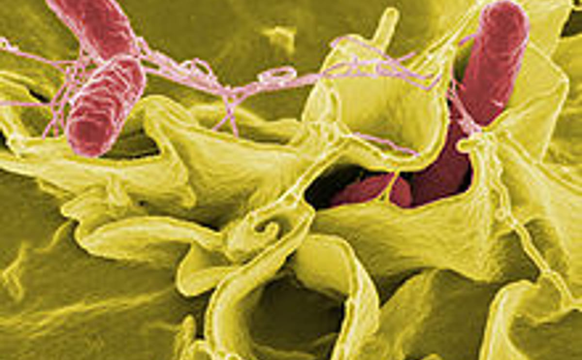 Salmonella Salmonella