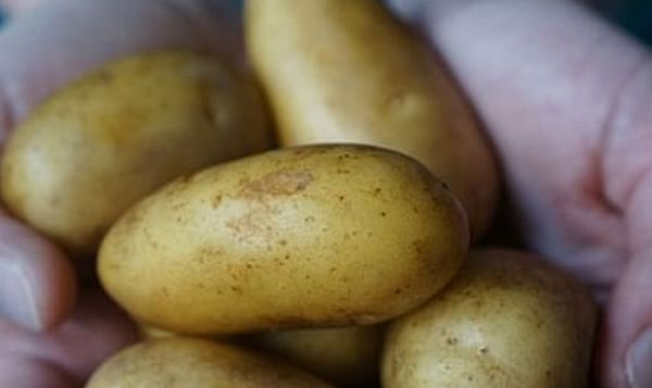 Dutch saltwater potatoes offer hope for world&#039;s hungry