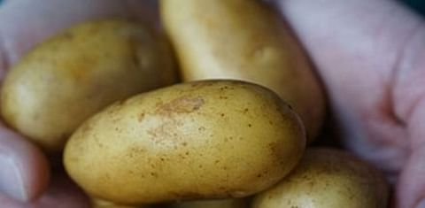 Dutch saltwater potatoes offer hope for world&#039;s hungry