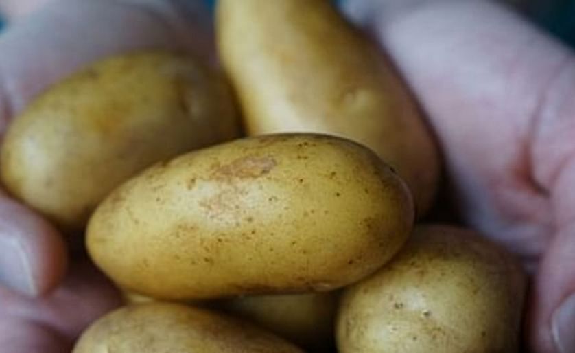 Dutch saltwater potatoes offer hope for world's hungry