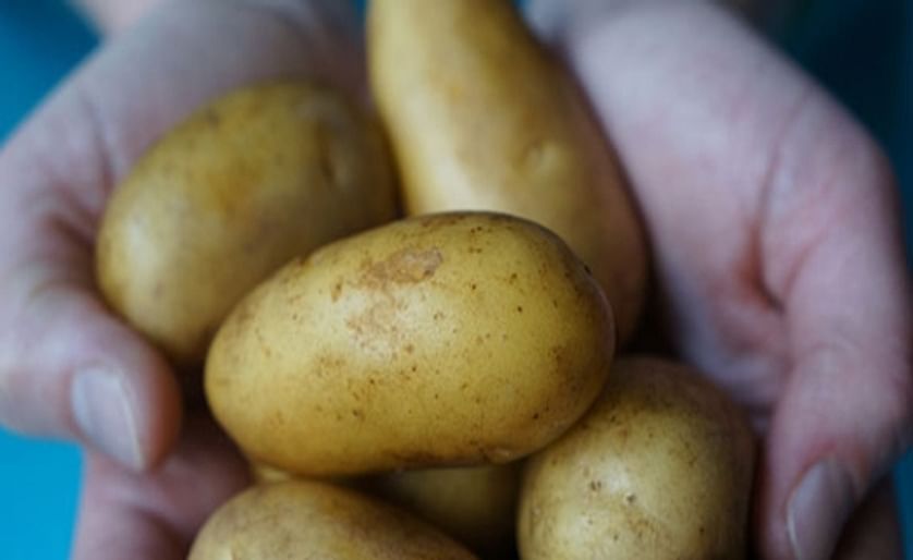 Dutch saltwater potatoes offer hope for world's hungry