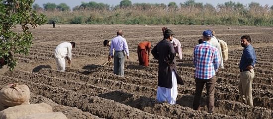 "Salt" Potato cultivation in Pakistan