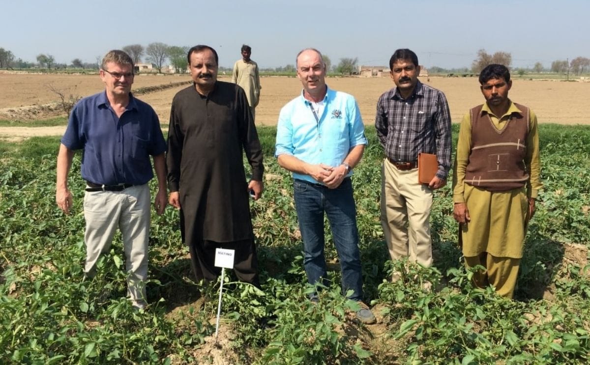 Growing salt-tolerant potatoes in Pakistan