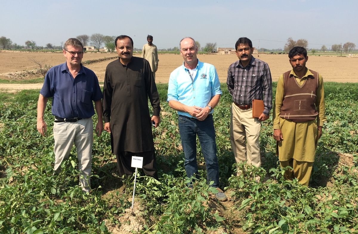 Growing salt-tolerant potatoes in Pakistan