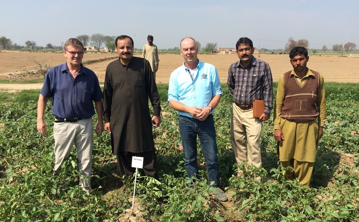 Potato Specialists from Salt Farm Texel (The Netherlands) are testing promising salt tolerant potatoes in Pakistan since 2014