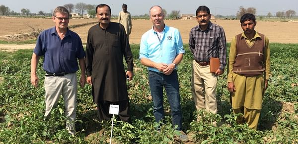 Growing salt-tolerant potatoes in Pakistan