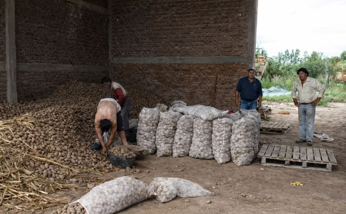 Argentina: Inundaciones, altos costos y sobreproducción nacional "ahoga" a los paperos Argentina: Inundaciones, altos costos y sobreproducción nacional "ahoga" a los paperos
