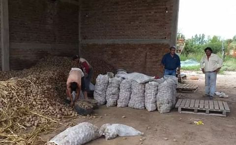 Argentina: Inundaciones, altos costos y sobreproducción nacional "ahoga" a los paperos de San Luis Argentina: Inundaciones, altos costos y sobreproducción nacional "ahoga" a los paperos de San Luis